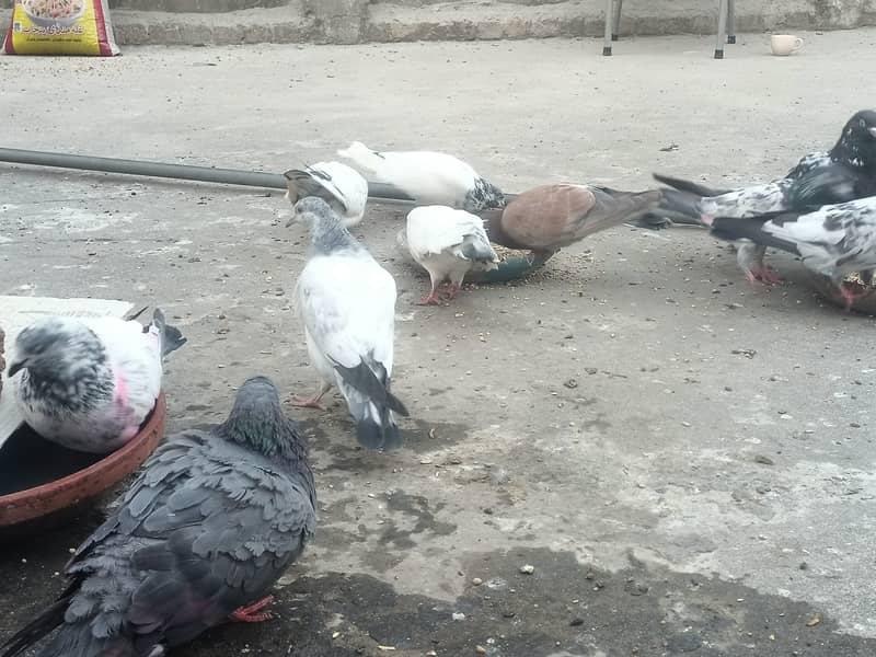 30+ pigeons for sale 1