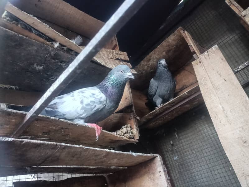 30+ pigeons for sale 3