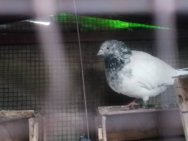 30+ pigeons for sale 4