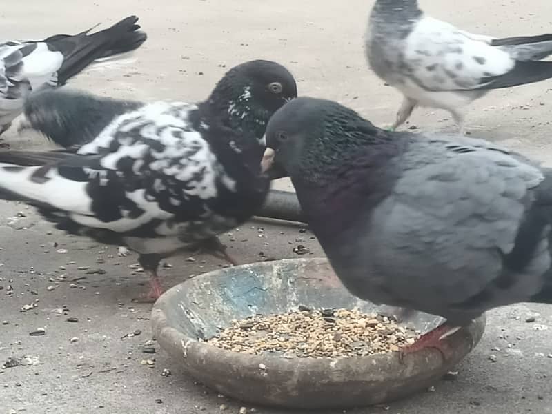 30+ pigeons for sale 5