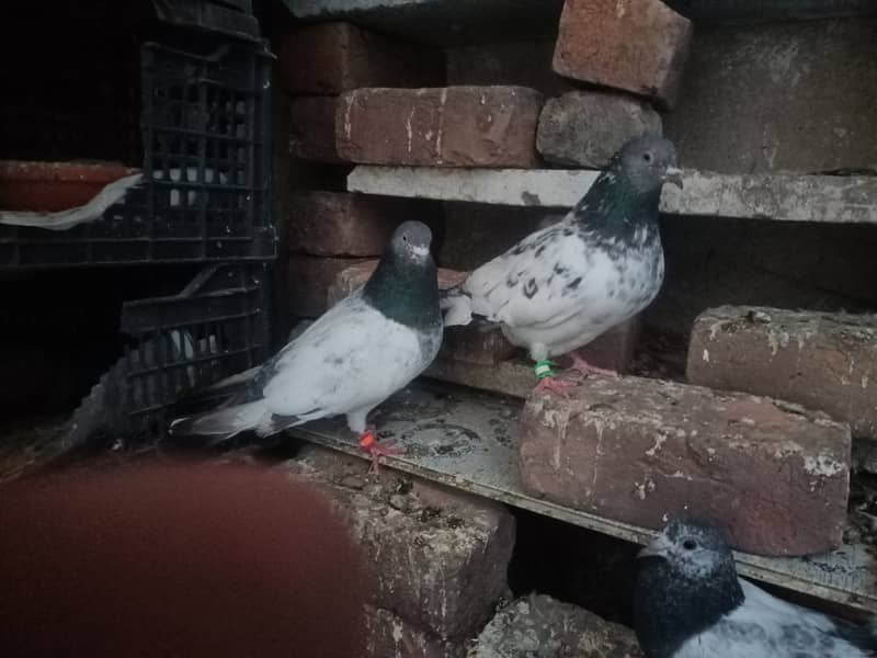 30+ pigeons for sale 6