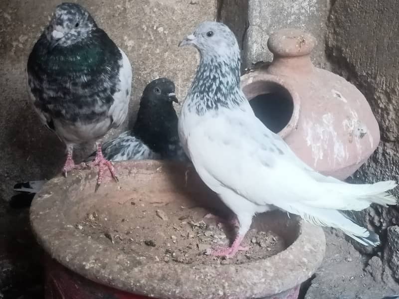 30+ pigeons for sale 7