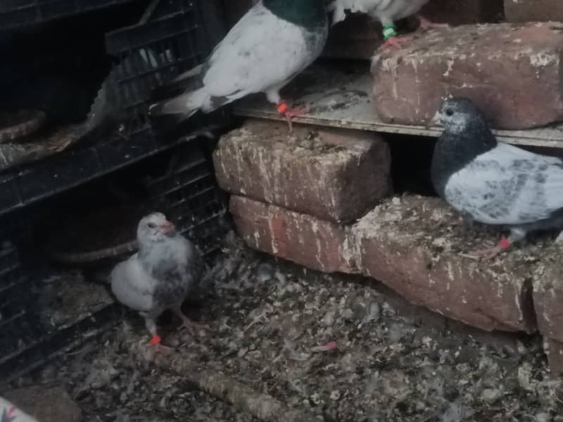 30+ pigeons for sale 8