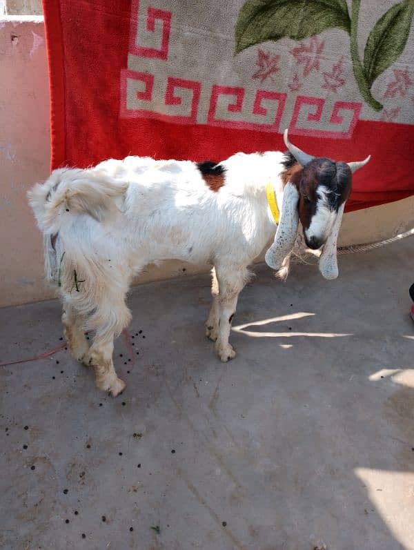 kamori cross bakra andu male 0