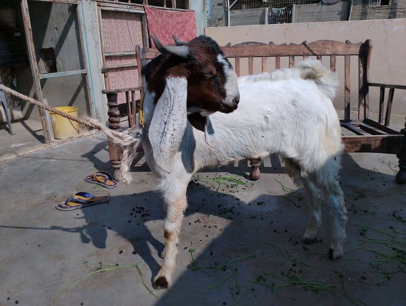 kamori cross bakra andu male 1