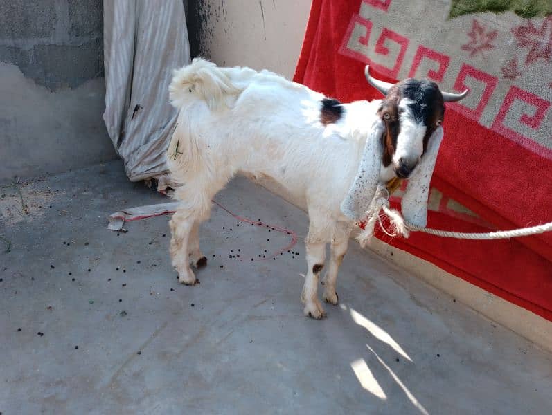 kamori cross bakra andu male 2