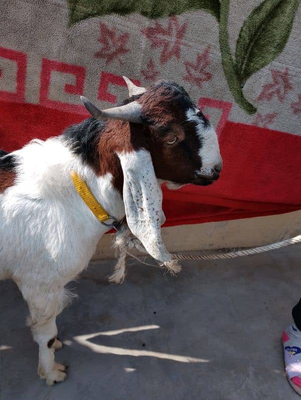 kamori cross bakra andu male 4