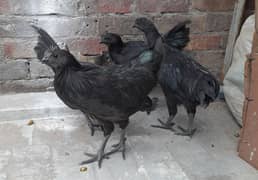 AYAM CEMANI FOR SALE