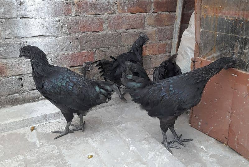 AYAM CEMANI FOR SALE 1