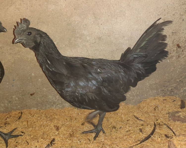 AYAM CEMANI FOR SALE 2