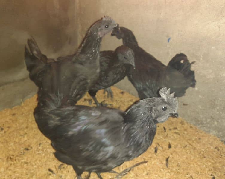 AYAM CEMANI FOR SALE 3