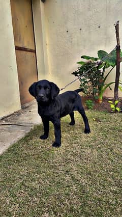 labrador pup 2 months age