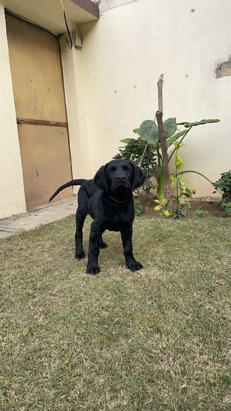 labrador pup 2 months age 1