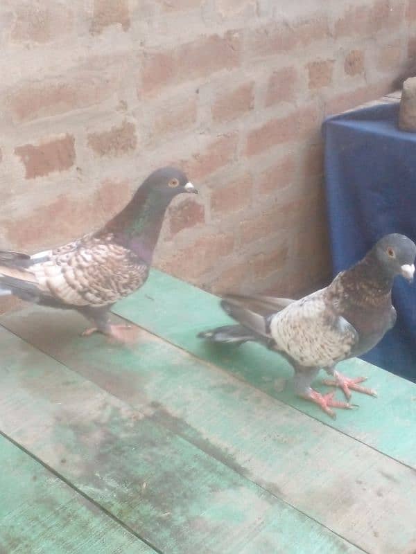 One pair of pigeon for selling 0