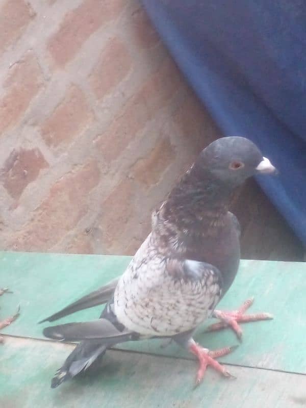 One pair of pigeon for selling 1