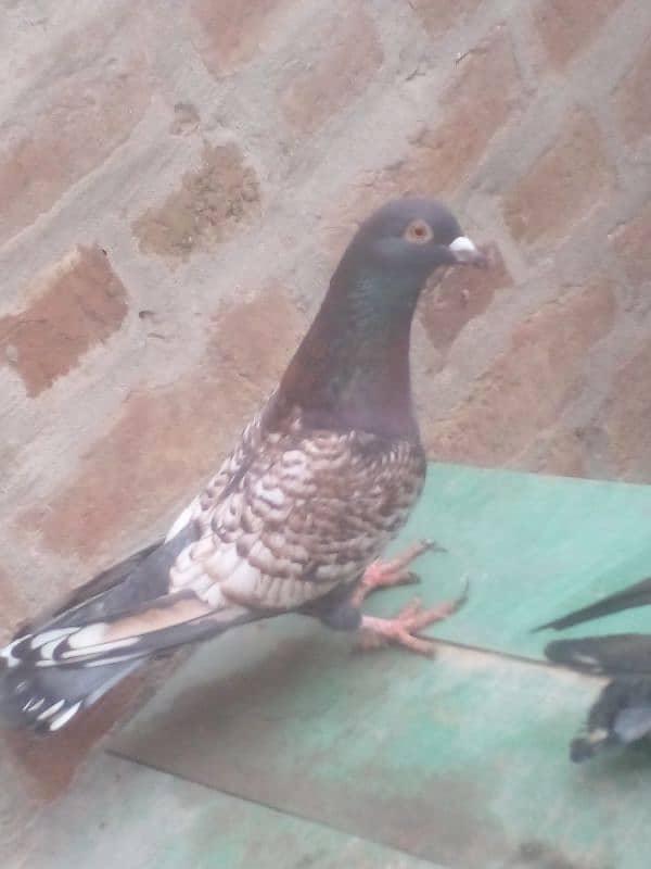 One pair of pigeon for selling 2