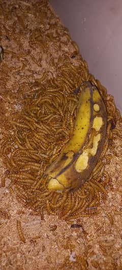 Mealworms