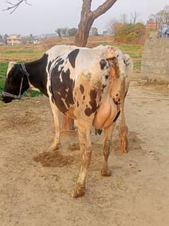 Tazi soi cow with female calf