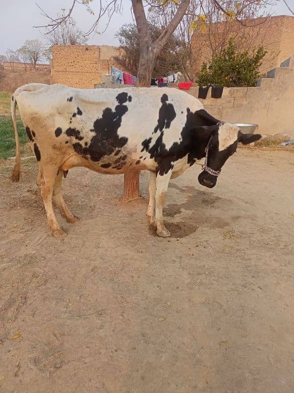 Tazi soi cow with female calf 2