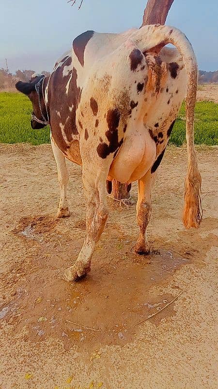 Tazi soi cow with female calf 3