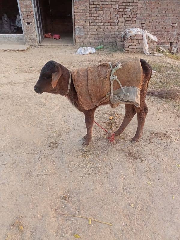 Tazi soi cow with female calf 4