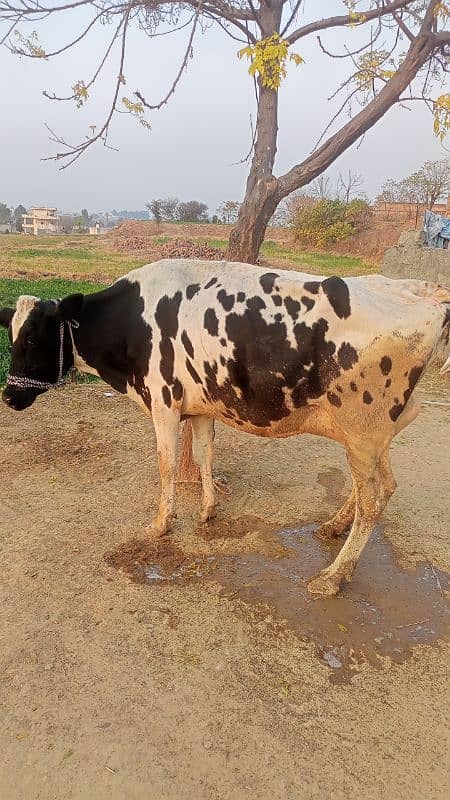 Tazi soi cow with female calf 5