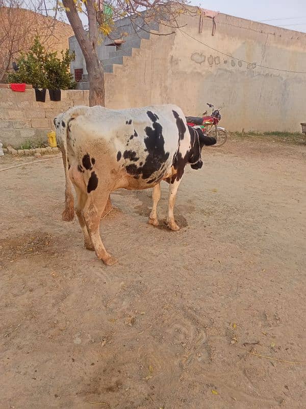 Tazi soi cow with female calf 6