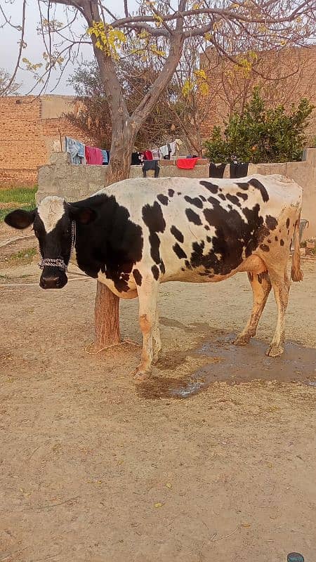 Tazi soi cow with female calf 7