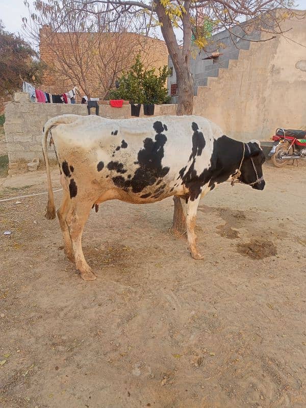 Tazi soi cow with female calf 8