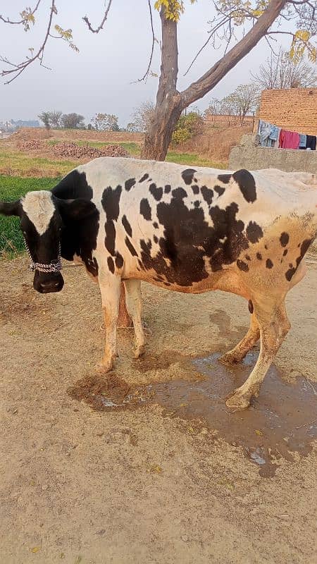 Tazi soi cow with female calf 9