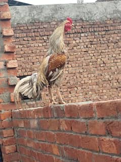 Aseel Rooster for Sale | Excellent Breed | Healthy & Strong