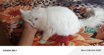 triple cote persian cat