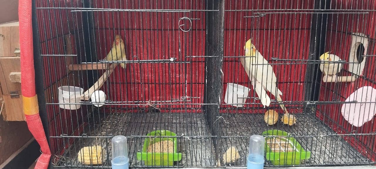 lovebird and cage 03224393935 1