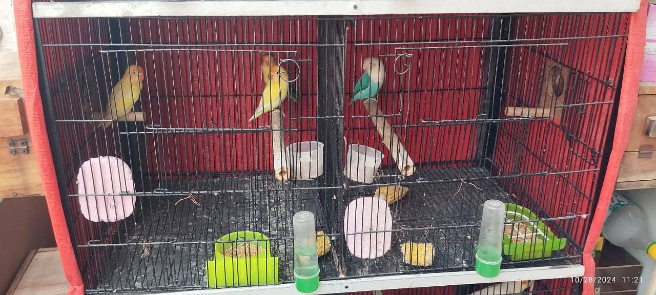 lovebird and cage 03224393935 2