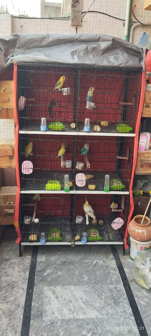 lovebird and cage 03224393935 3