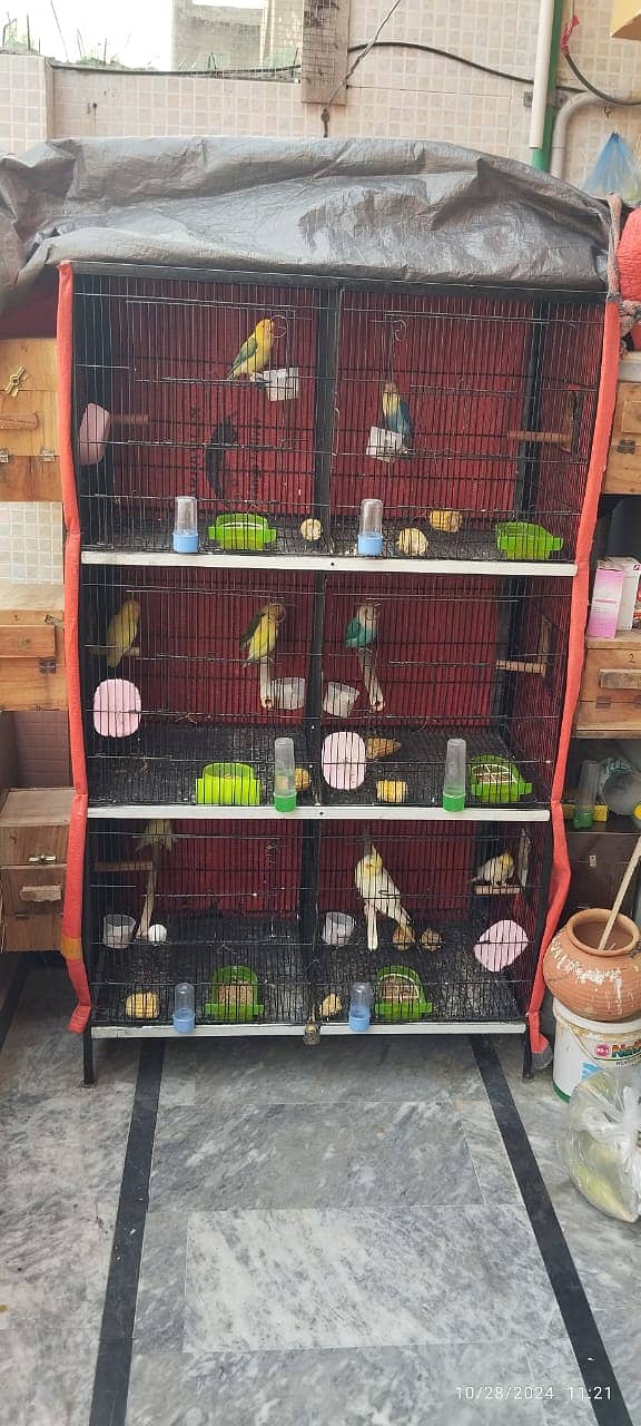 lovebird and cage 03224393935 4