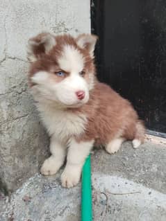 husky puppys for sale