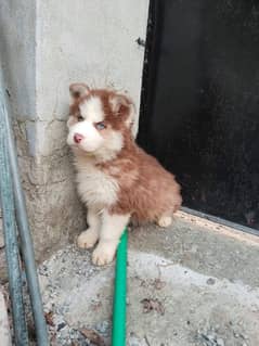 husky puppys for sale