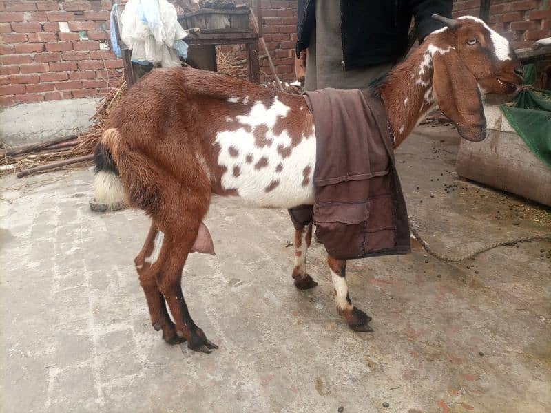 Hawanay wali ghaban Bakri for sale 3