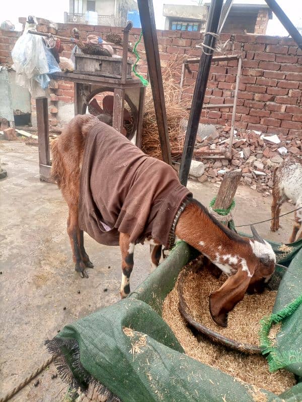 Hawanay wali ghaban Bakri for sale 5