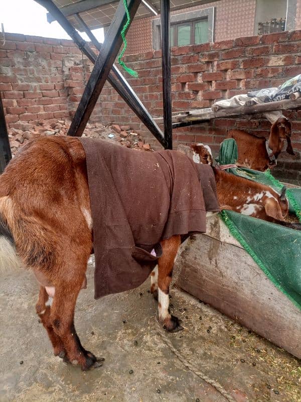 Hawanay wali ghaban Bakri for sale 6