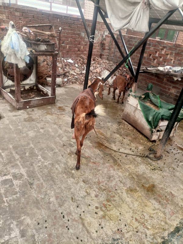 Hawanay wali ghaban Bakri for sale 9