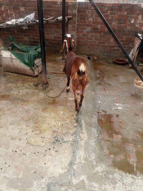 Hawanay wali ghaban Bakri for sale 11