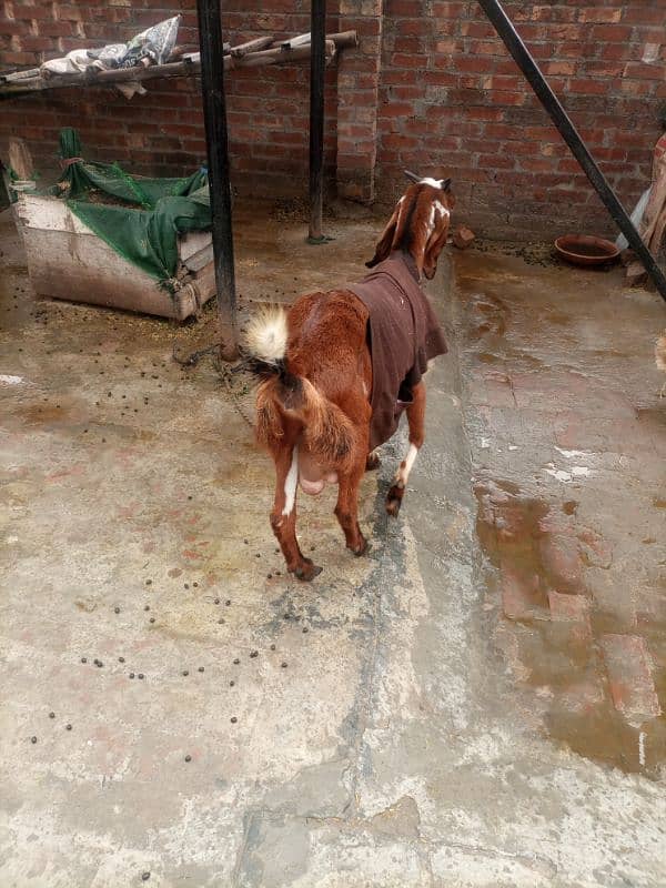 Hawanay wali ghaban Bakri for sale 12