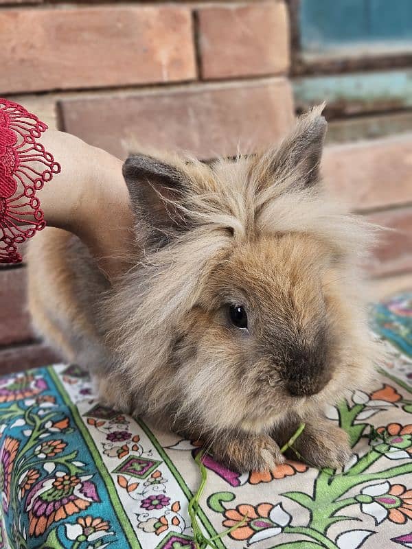 lion-head angora breeder male bunny 1