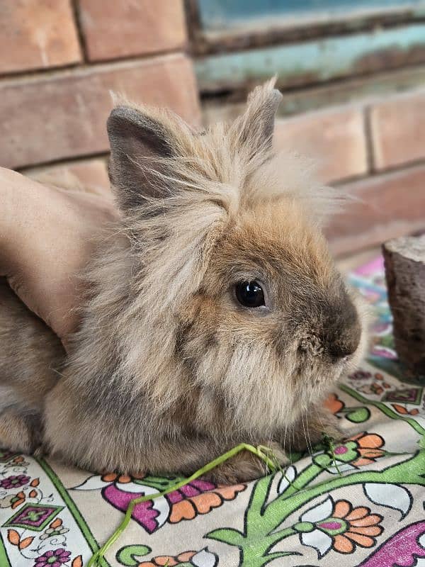 lion-head angora breeder male bunny 2