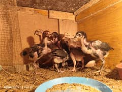 Mianwali Nasli Healthy & active Aseel chicks