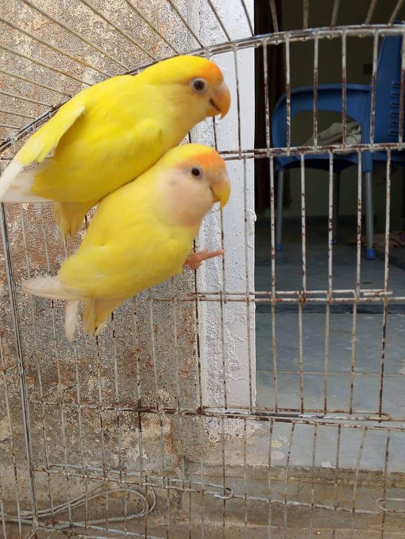 parrots lovebird creamino rosicoli ready to bread 1