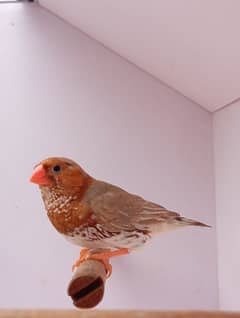 Mutation Finch breeder pair available