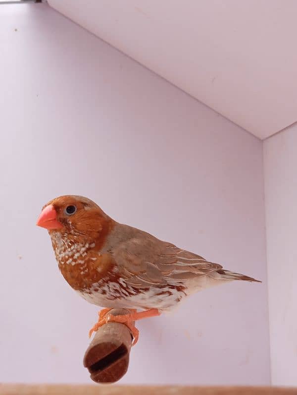 Mutation Finch breeder pair available 0